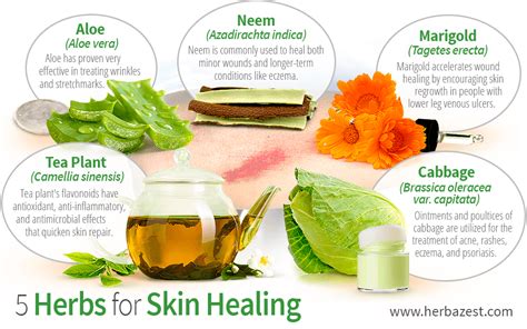 5 Herbs for Skin Healing | Skin healing, Healing herbs, Healing