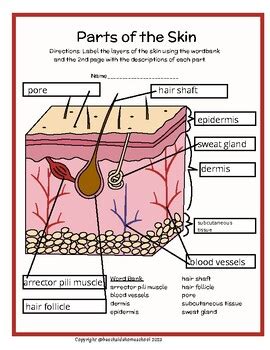 3rd/4th/5th/6th+ Skin Layers Parts Labeling & Diagram - Color or Black & White