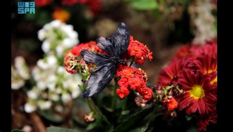 Butterfly House Presents Winged Beauties to Visitors to Riyadh Wonder Garden