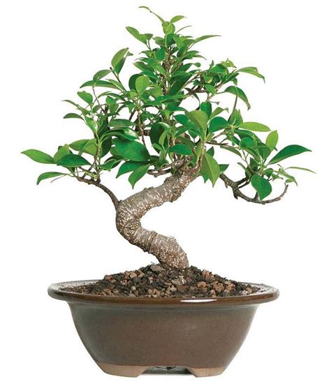 Beginner Ficus Indoor Bonsai Tree at From You Flowers