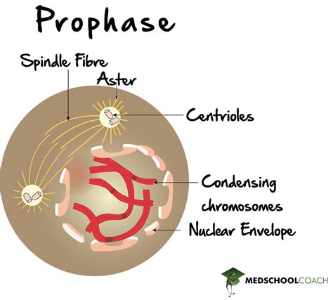 Mitosis – MCAT Biology | MedSchoolCoach