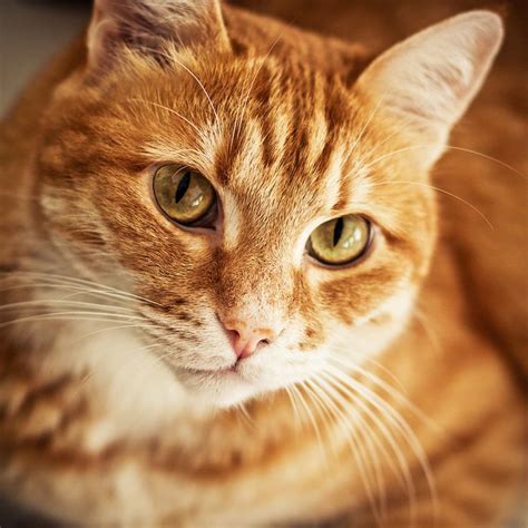 Chip by Alexander Mullin | 500px | Orange tabby cats, Tabby cat names ...