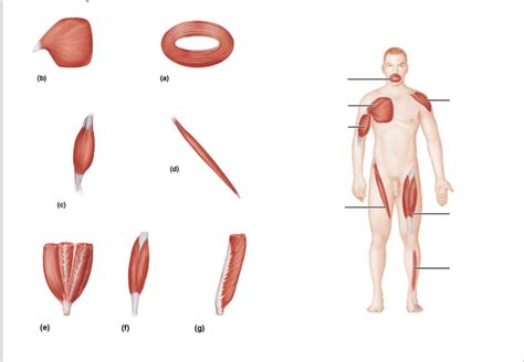 Classification of Muscles According to Fascicle Orientation Diagram ...