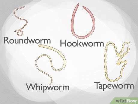 33 HQ Pictures Hookworms Cat Worms Identify / Roundworms In Dogs ...