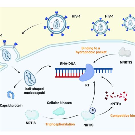 Mechanism of action of reverse transcriptase inhibitors. Reverse... | Download Scientific Diagram