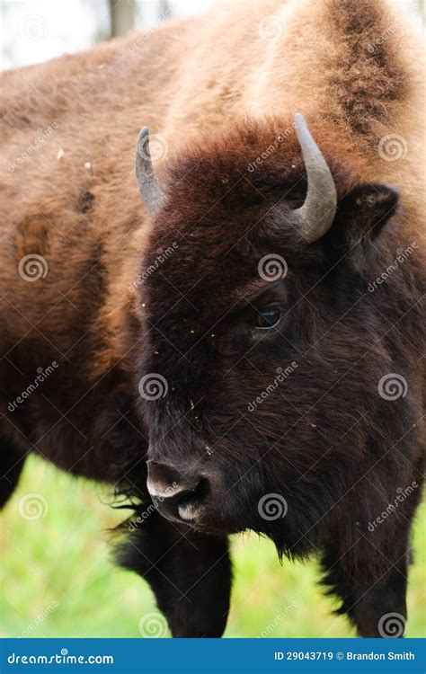 Plains Bison stock image. Image of national, large, hair - 29043719