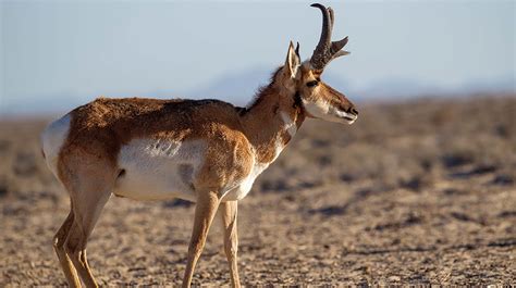 Pronghorn | San Diego Zoo Animals & Plants