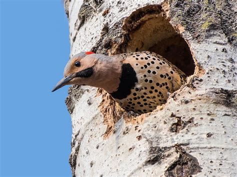 Northern Flicker Nesting (Behavior, Eggs + Location) | Birdfact