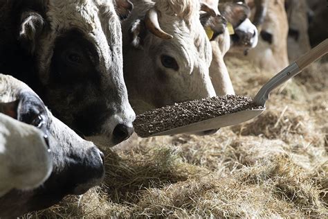 Uses of antibiotics in livestock production: Pros and cons - All About Feed