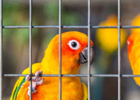 How to Choose the Right Bird Cage Size and Bar Spacing