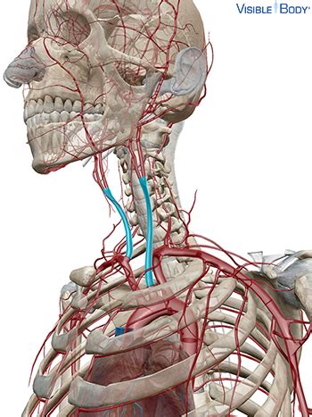 Glossary of the Circulatory System | Learn Circulatory Anatomy