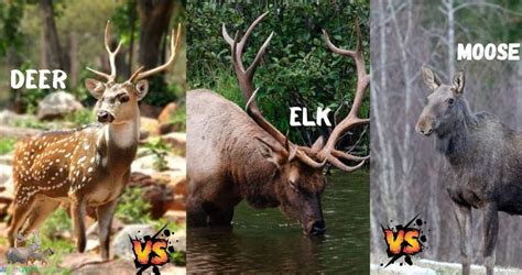 Deer Vs Elk Vs Moose: A Comprehensive Comparison of North American ...