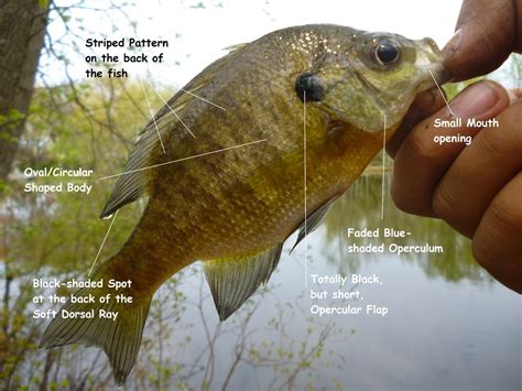 Bluegill Sunfish - Fishes of Boneyard Creek