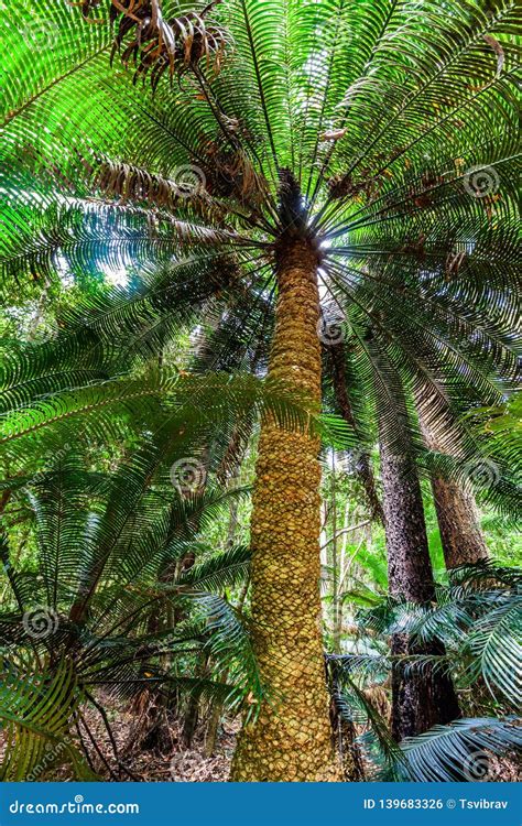 Tall Fern Tree in a Rainforest. Stock Photo - Image of australian ...