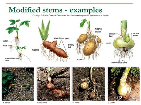 Modified Stems | Quizizz