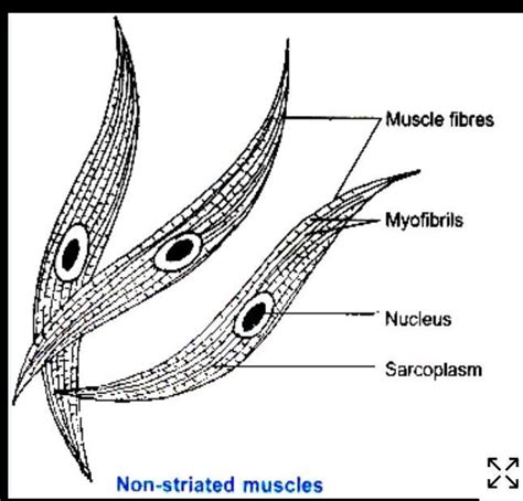 draw a labelled diagram of unstriated muscle tissue and mention its ...