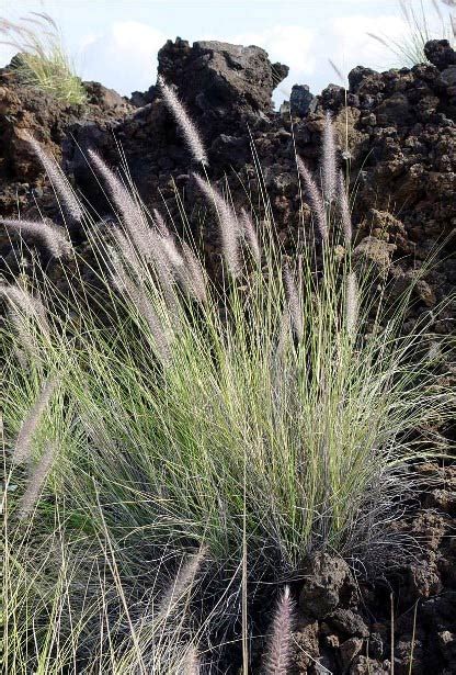 Hawaii Invasive Species Council | Fountain Grass