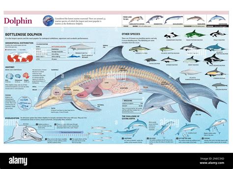 Infographics of the anatomy, habitat and bottlenose dolphin breeding and the evolution of the ...