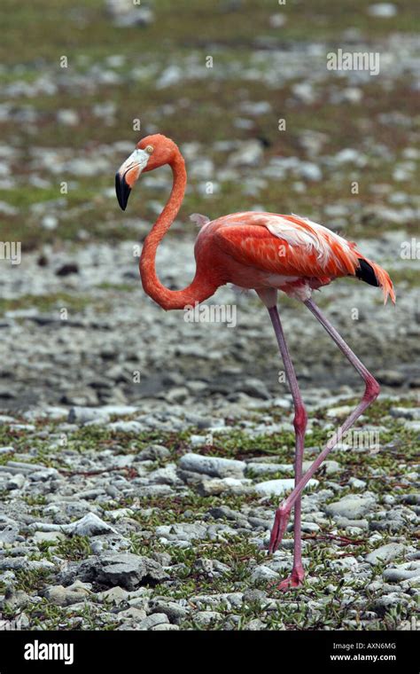 Pink Flamingo feeding on the salt flats on the island of Bonaire Stock Photo - Alamy