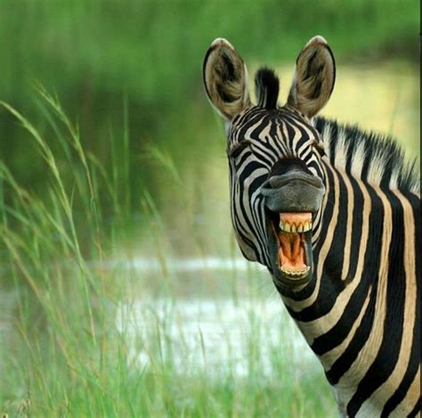 Laughing Zebras (25 pics)