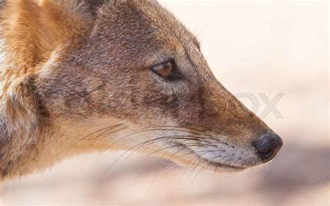 Black-backed jackal in african desert | Stock image | Colourbox