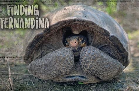 Finding The Fernandina Giant Tortoise - Reptiles Magazine