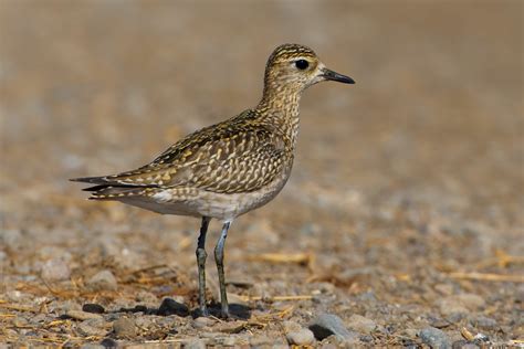 Pacific Golden-Plover - Profile | Facts | Migration | Flight | Traits - BirdBaron