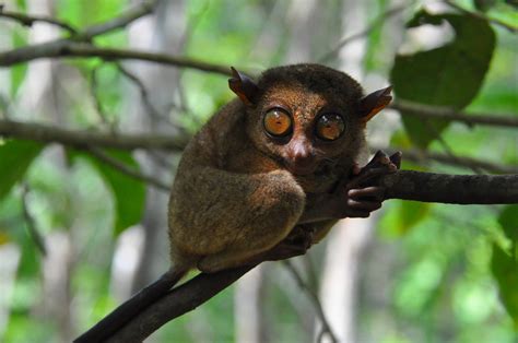 Philippine tarsier / Carlito syrichta. Tarsier Conservation Area. Bohol - ZooChat