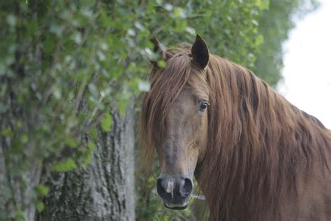 Lusitano | Horse breeds, Horses, Lusitano horse