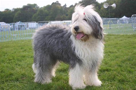 The Old English Sheep Dog - A Long-haired Clown