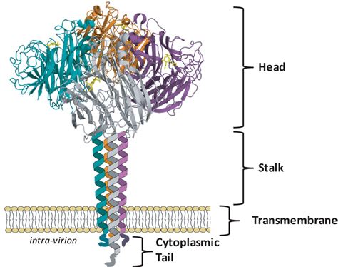 Frontiers | Influenza Virus Neuraminidase Structure and Functions