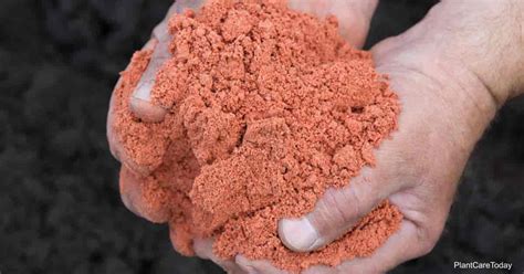 Potash Fertilizer: What Is It and How to Use It?