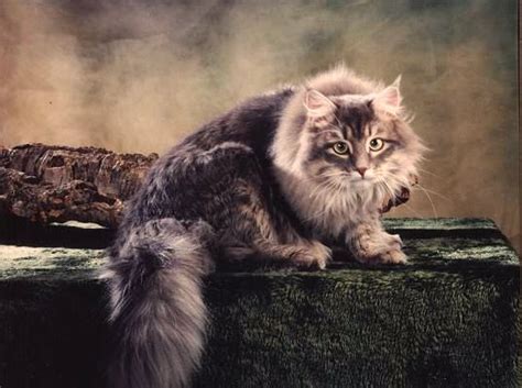 siberian cat hypoallergenic : Biological Science Picture Directory ...