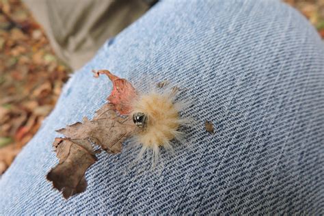 Capital Naturalist by Alonso Abugattas: The Laugher or Marbled Tuffet Moth