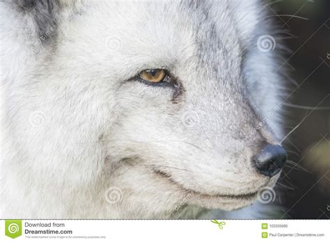 Arctic Fox Close Up Portrait Over Exposed Stock Photo - Image of behaviour, hide: 103335690