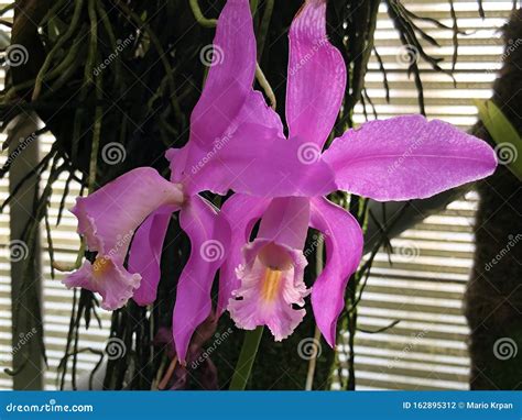 Easter Orchid Cattleya Mossiae, Moss` Cattley`s Orchid or Orchidee; Species of Orchid from ...