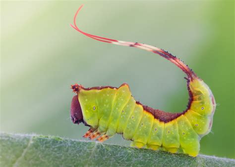 Young Puss Moth Caterpillar | Cerura vinula Size: 15 mm Thes… | Flickr