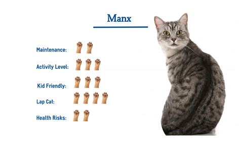 Manx Cat Breed… Everything You Need to Know at a Glance!