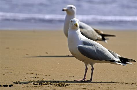 Free Images : beach, sea, horizon, bird, wing, sky, white, number, isolated, seabird, fly ...