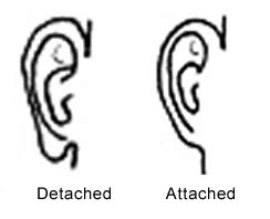 Attached Earlobes - Human Genetics Myths