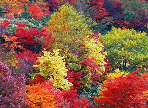 SENSIBILIZACIÓN AMBIENTAL: La vida en imágenes: Colores de otoño