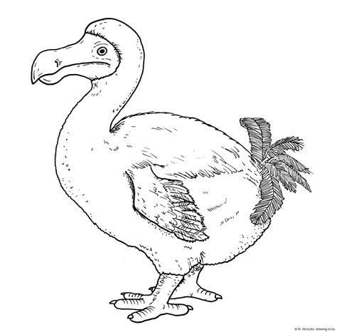 Dodo dronte dibujo – Dibujos