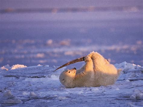 Knut (polar bear) - cuteanimalsworld