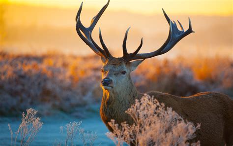 Pictures of Animals in The Wild - Male Deer with Big Antlers - HD Wallpapers for Free | Wild ...