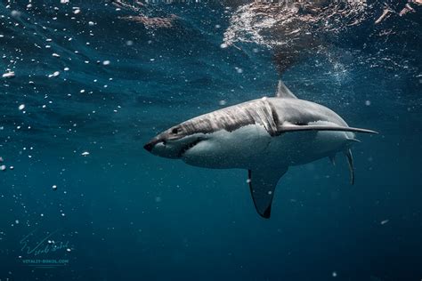 Carcharodon Carcharias by Vitaly-Sokol on DeviantArt