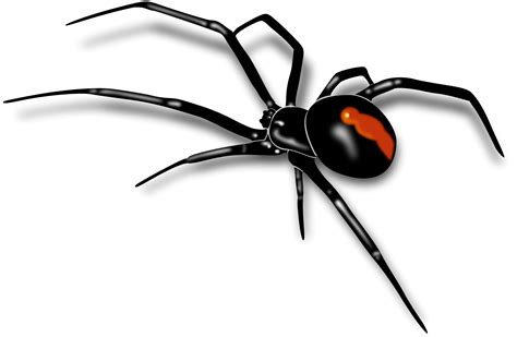 Spider PNG Image | Spider clipart, Spider tattoo, Redback spider