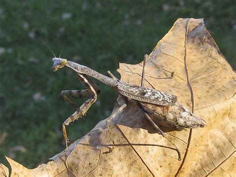 Grey Praying Mantis - Stagmomantis carolina - BugGuide.Net