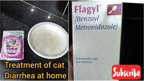 Cat diarrhea treatment | Cat diarrhea treatment at home | home remedy for treatment of cat ...