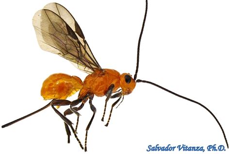 Hymenoptera-Braconidae-Diachasmimorpha-Braconid Wasps-a | Urban Programs – El Paso County