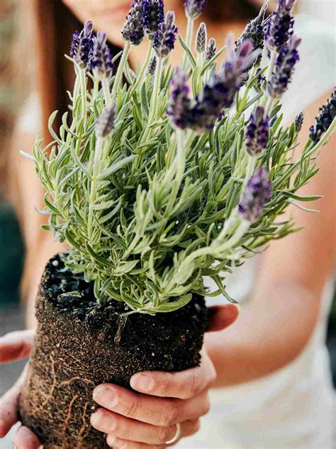 How To Grow Lavender Plants Indoors - Simple Steps Guide